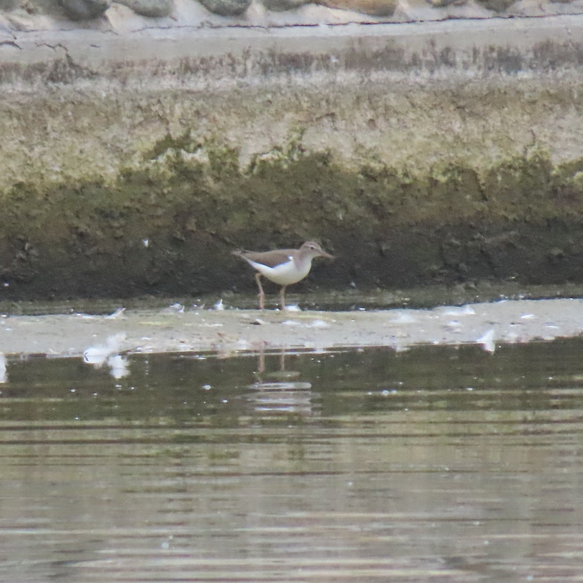Spotted Sandpiper - ML642618271