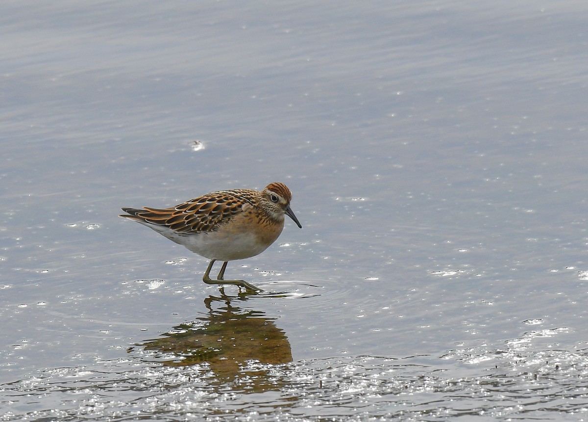 ウズラシギ - ML642618273