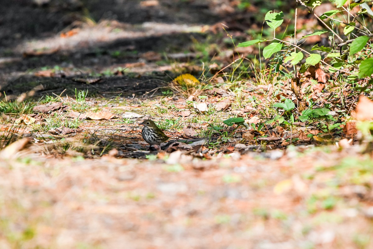 Ovenbird - ML642618284