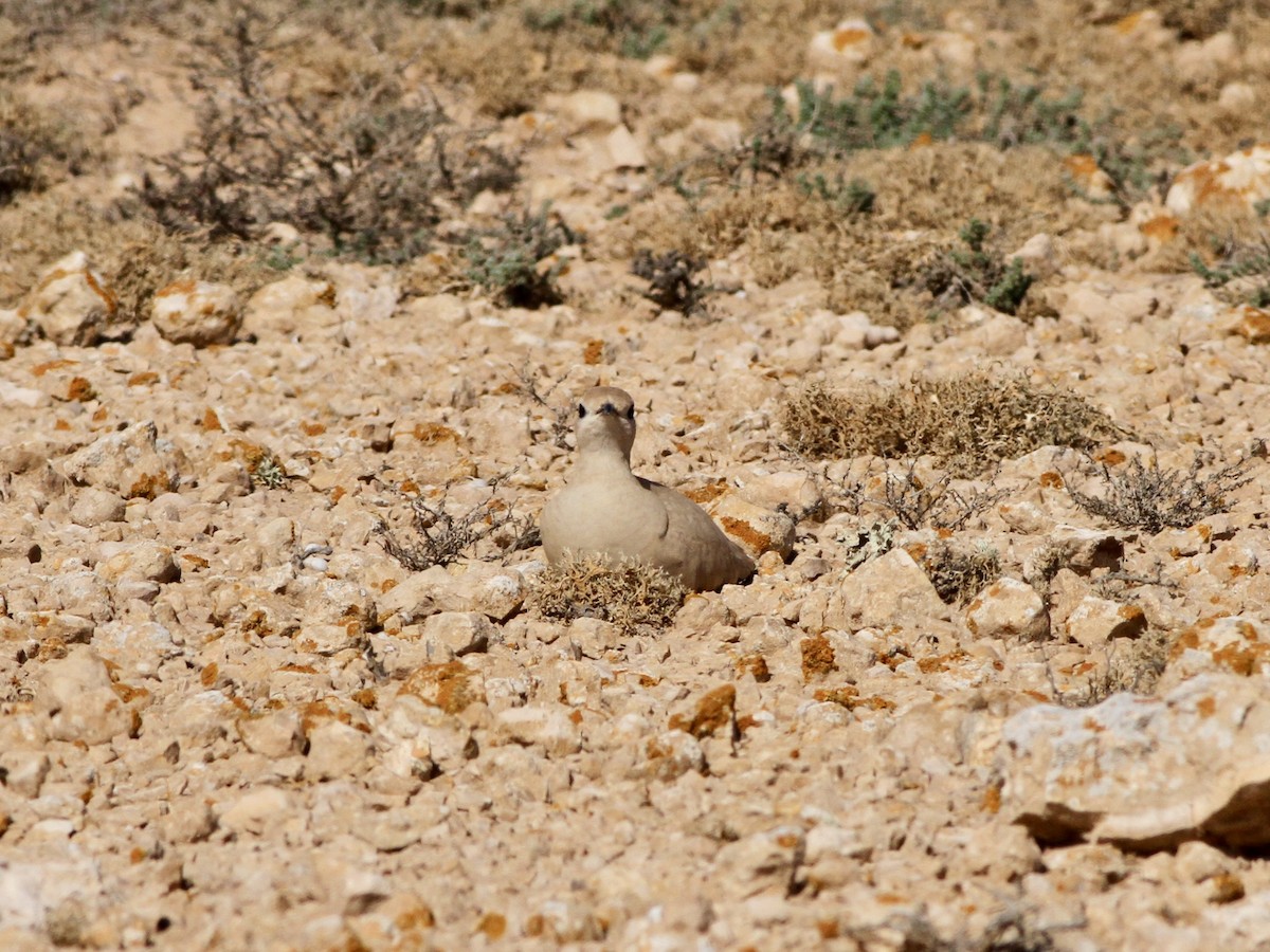 Cream-colored Courser - ML642618291