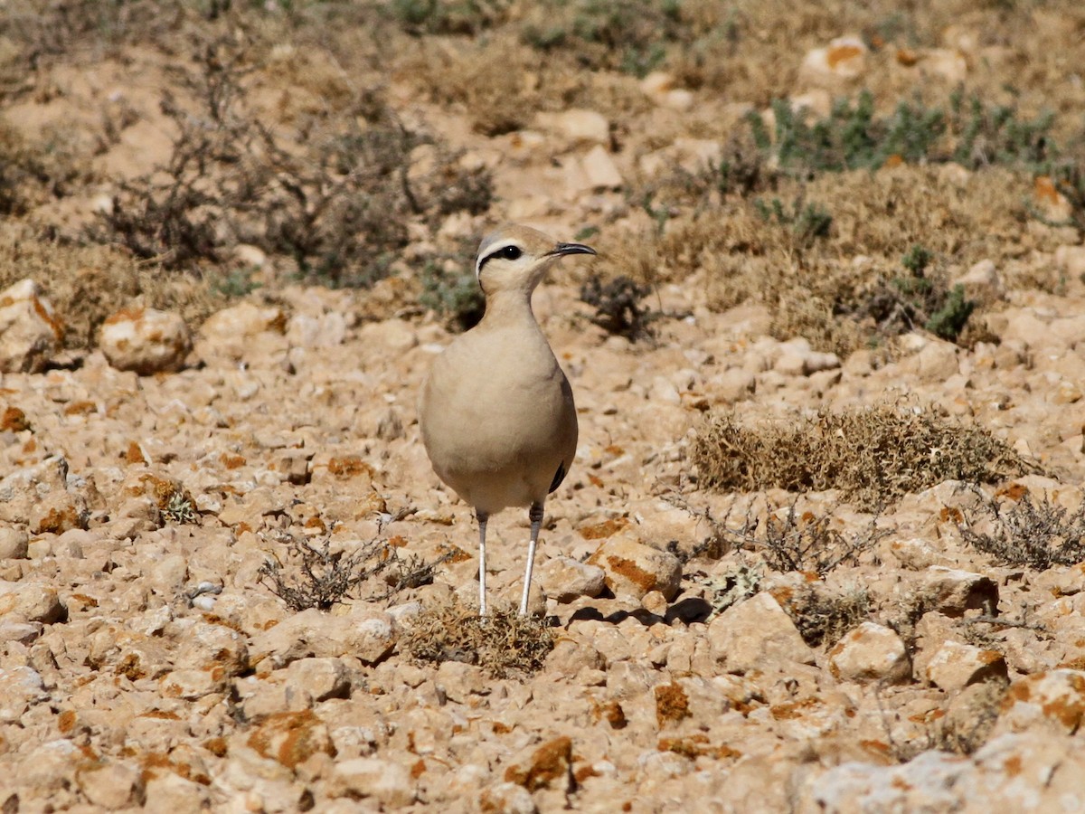 Cream-colored Courser - ML642618292
