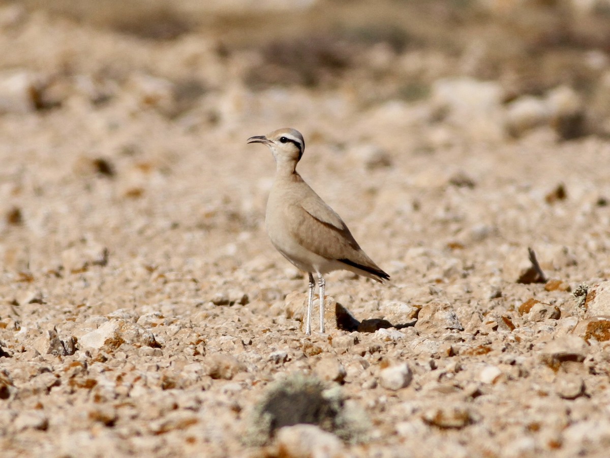 Cream-colored Courser - ML642618293