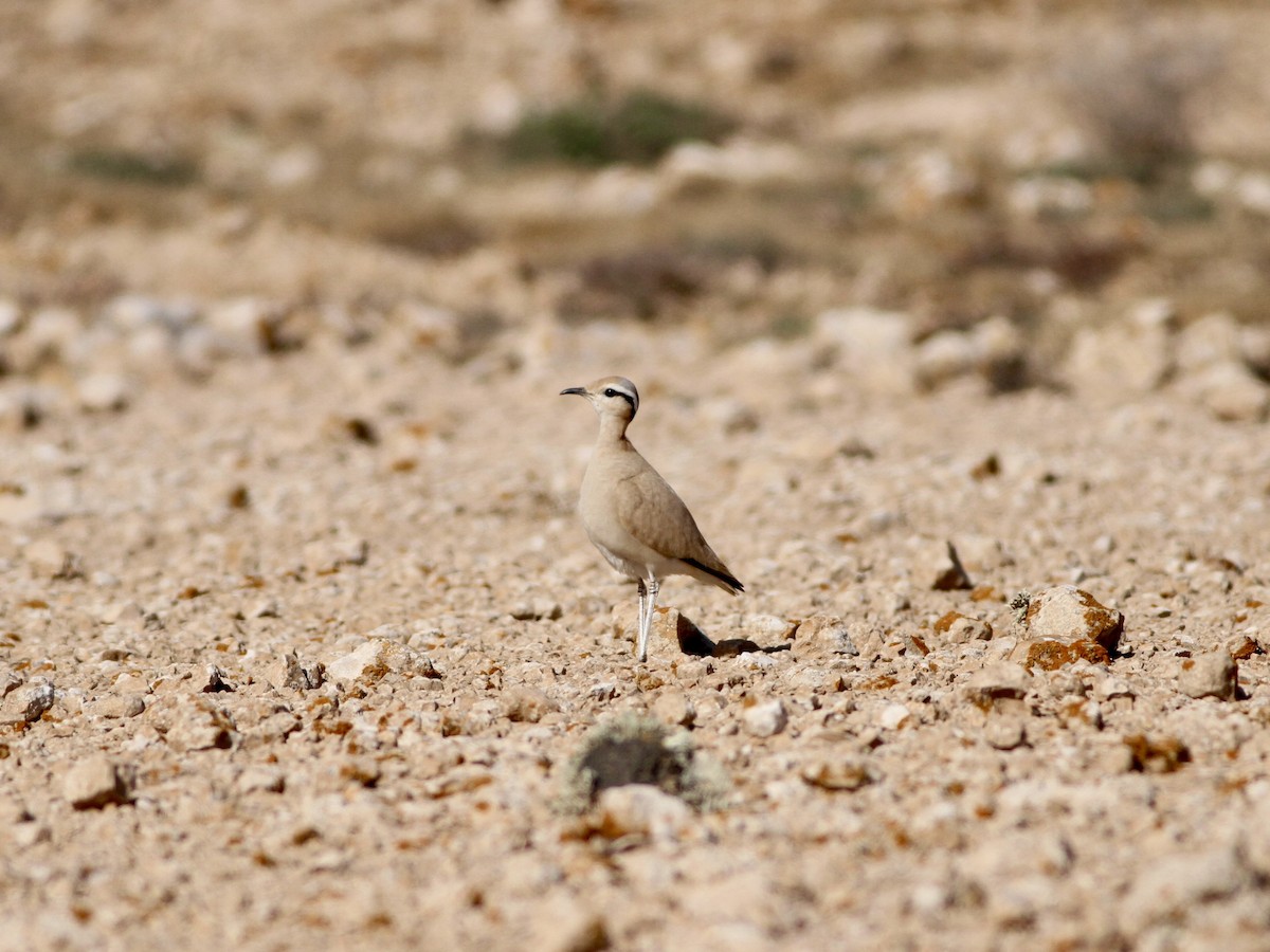 Cream-colored Courser - ML642618294