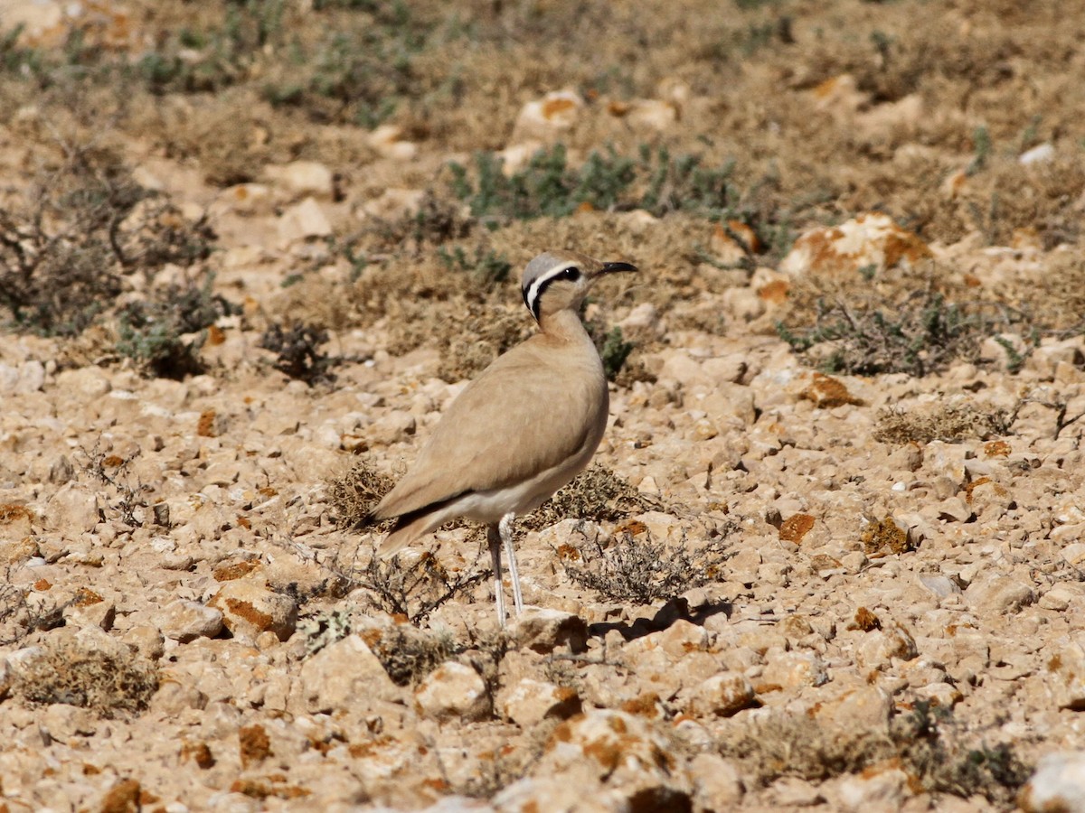 Cream-colored Courser - ML642618295