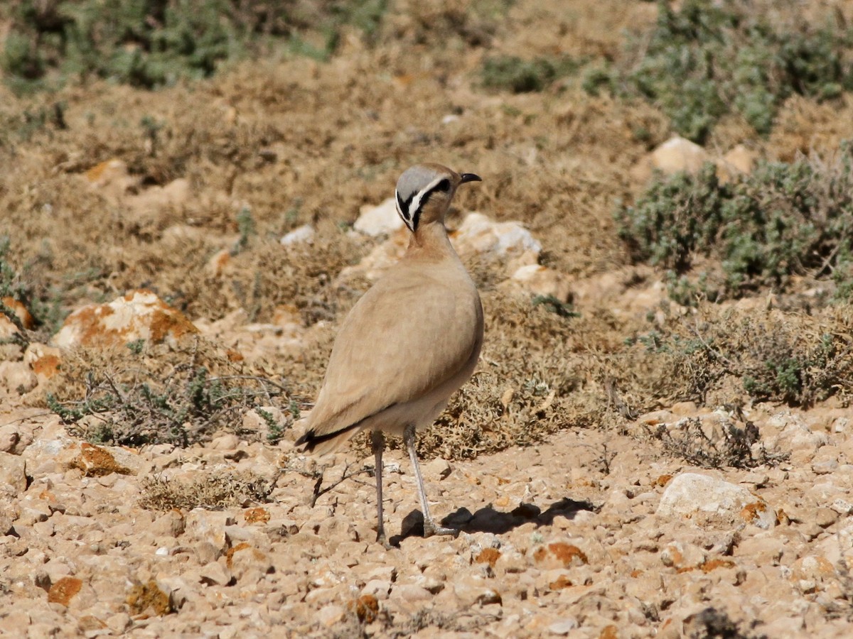 Cream-colored Courser - ML642618296