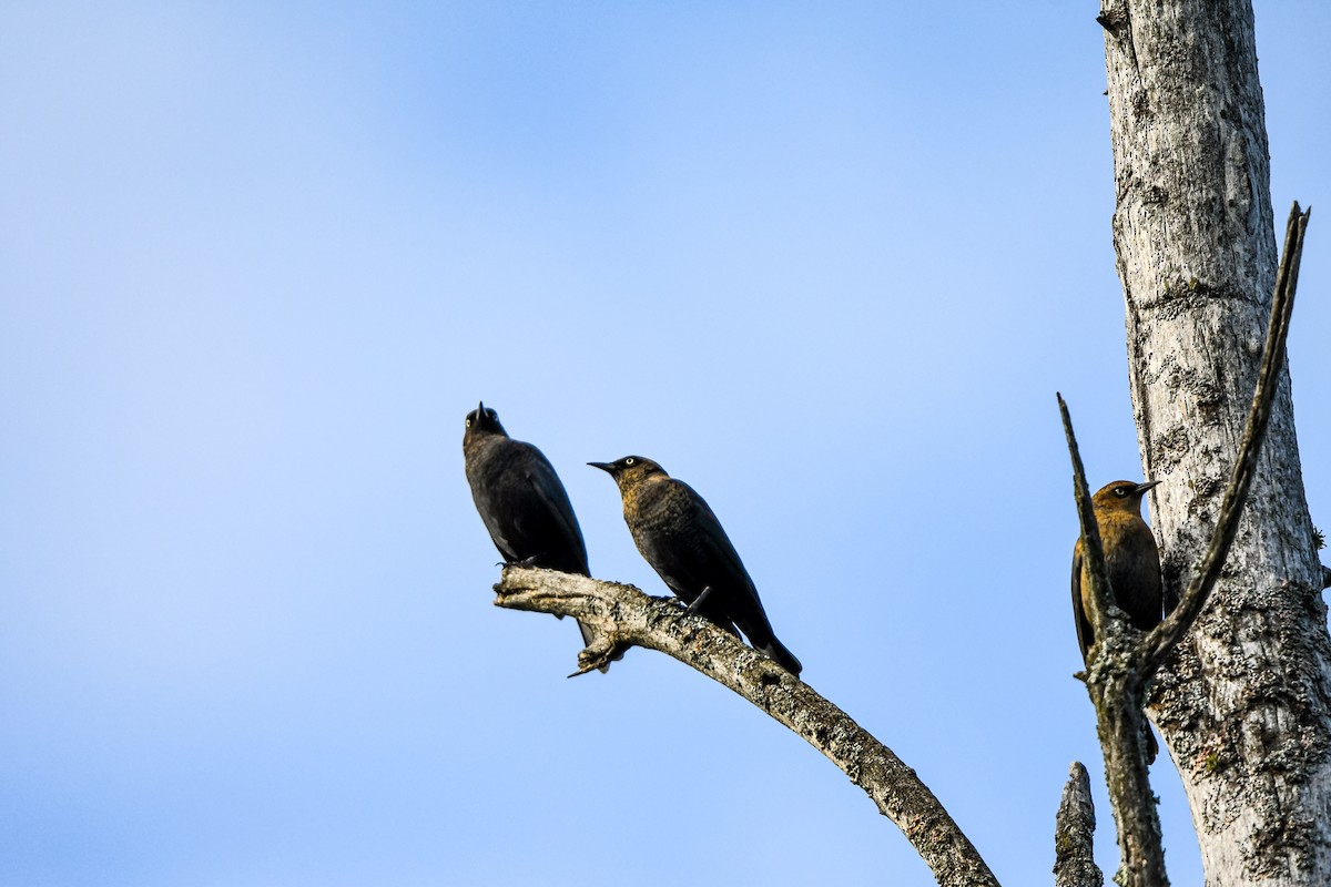 Rusty Blackbird - ML642618304