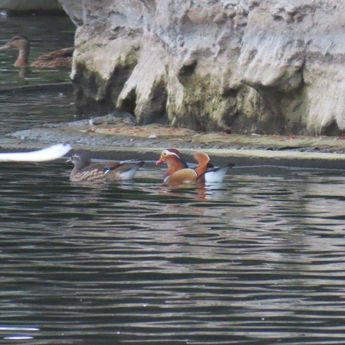 Mandarin Duck - ML642618319