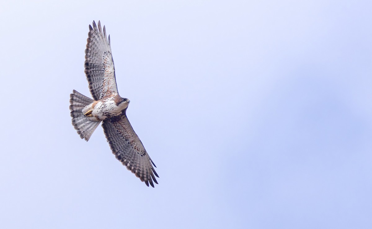 White-throated Hawk - ML642618323