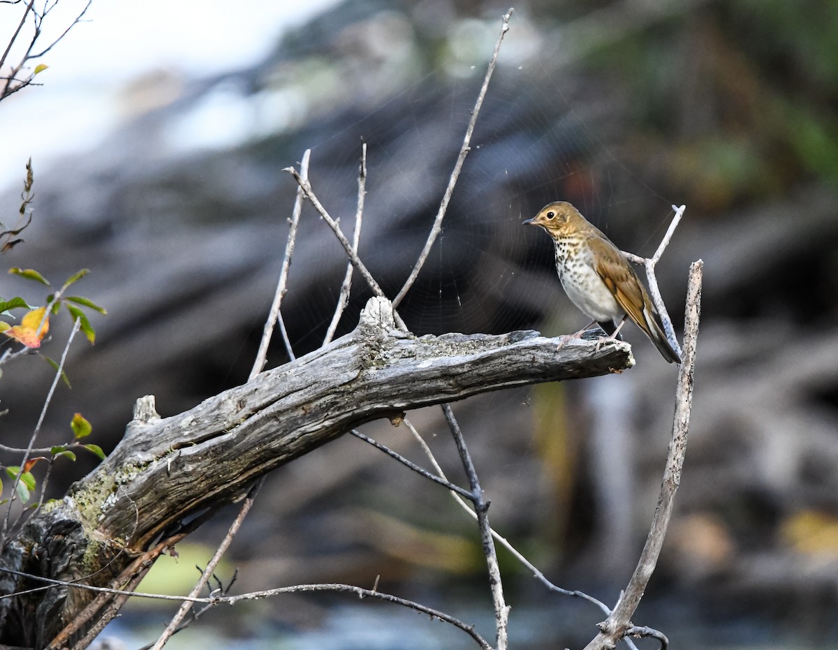Swainson's Thrush - ML642618324