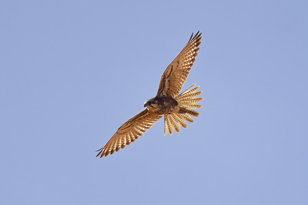 チャイロハヤブサ - ML642618327