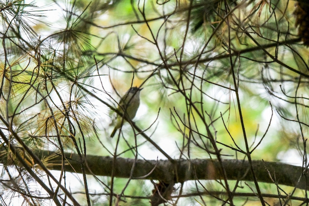 Blue-headed Vireo - ML642618352