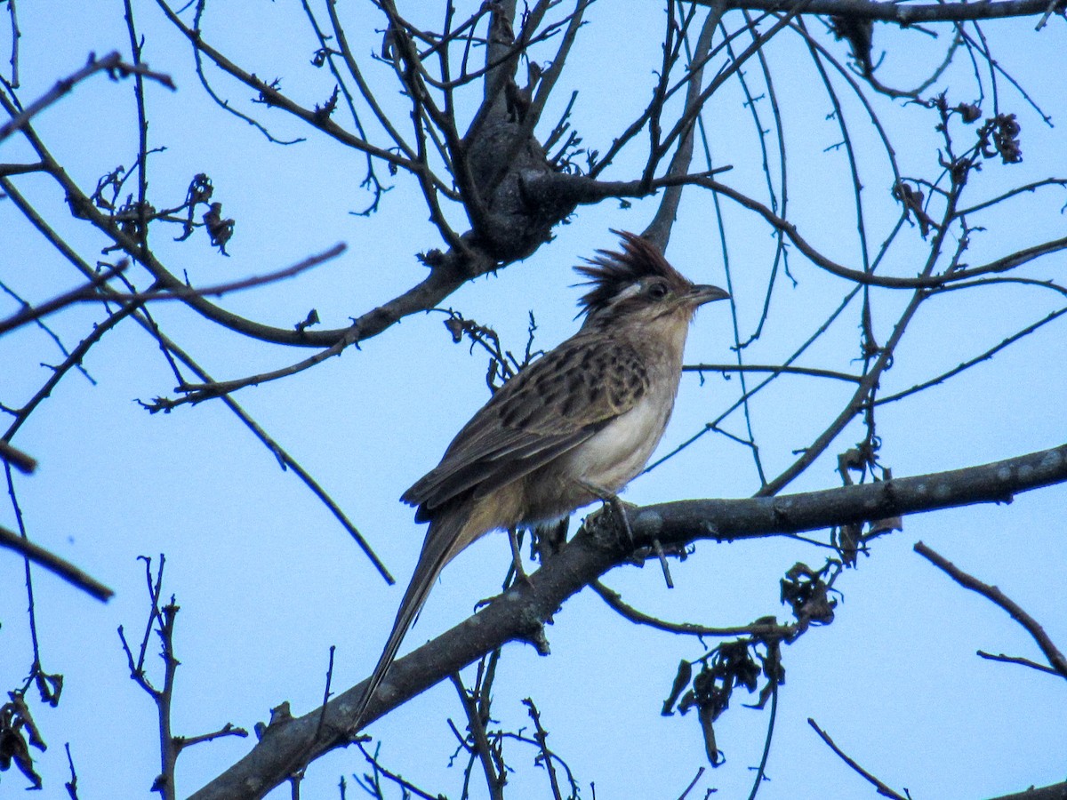 Striped Cuckoo - ML642618359