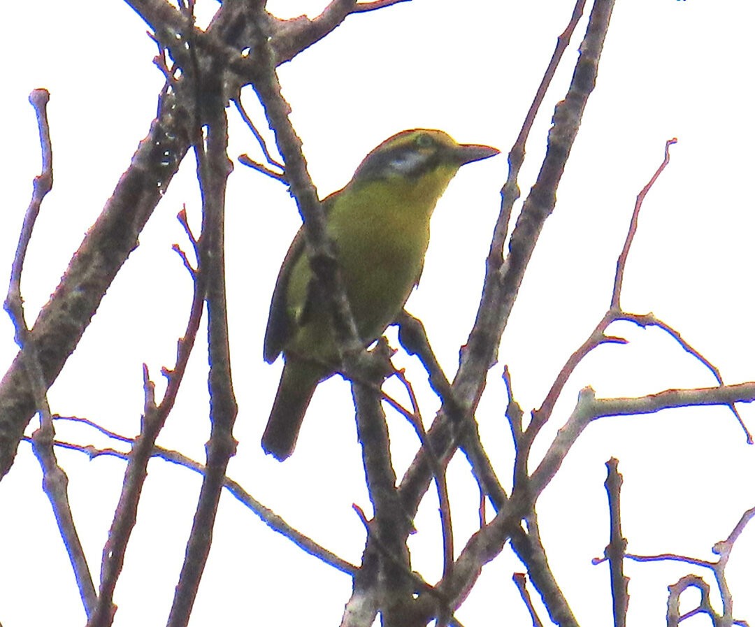 Slaty-capped Shrike-Vireo - ML642618386