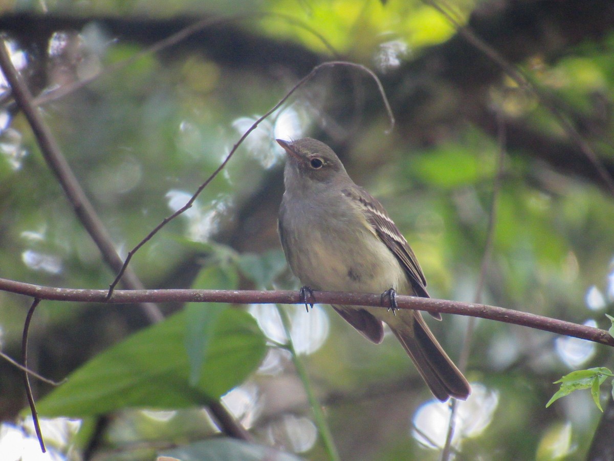 Olivaceous Elaenia - ML642618391