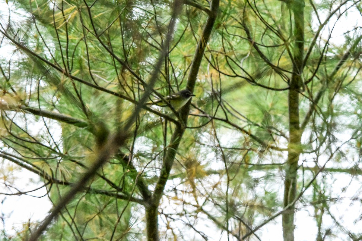 Blue-headed Vireo - ML642618399