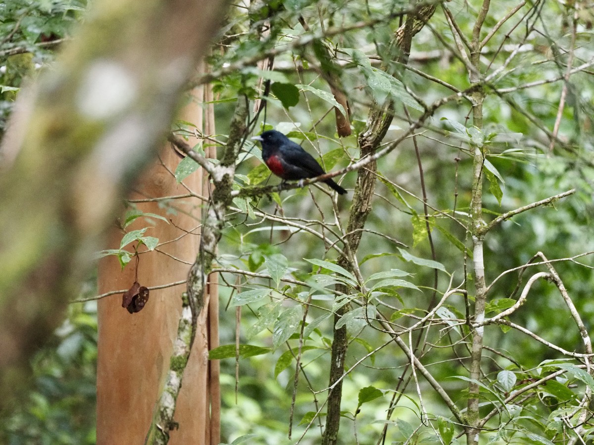 Black-and-crimson Oriole - ML642618410