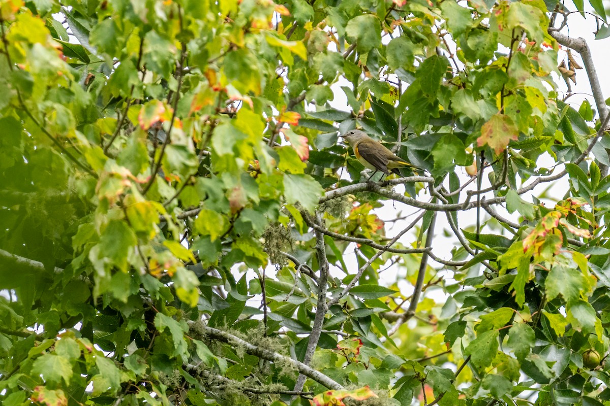 American Redstart - ML642618411