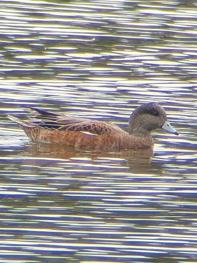 Canard d'Amérique - ML642618414