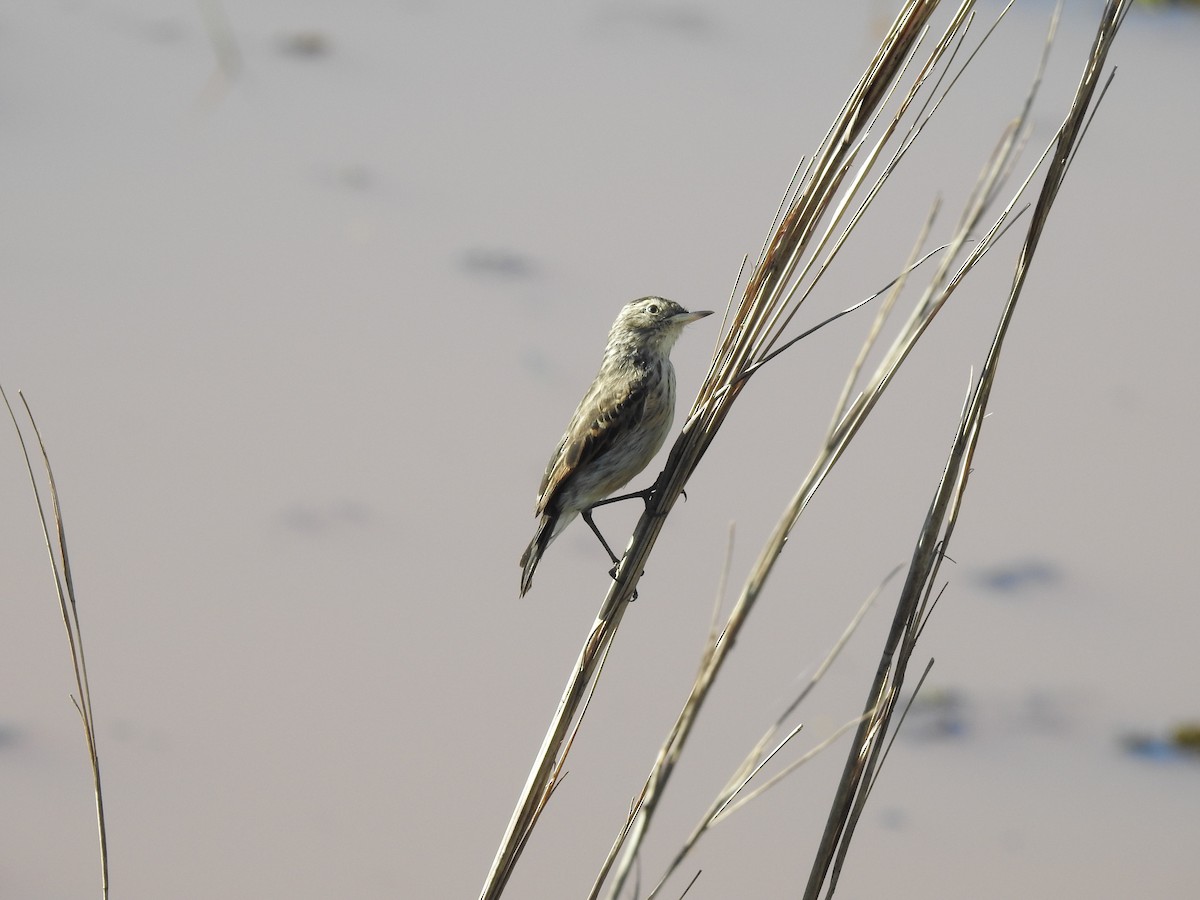 Spectacled Tyrant - ML642618415