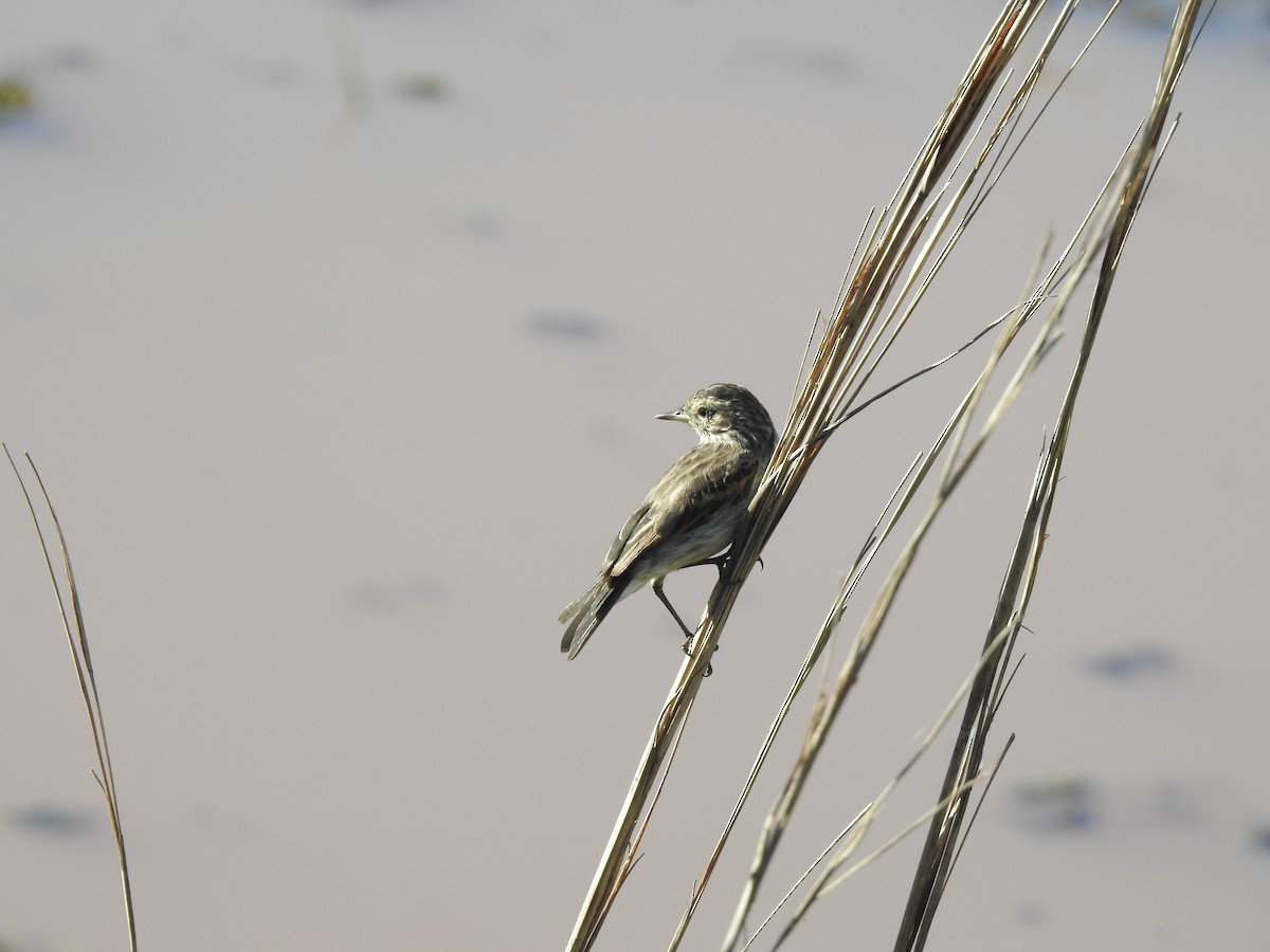 Spectacled Tyrant - ML642618416