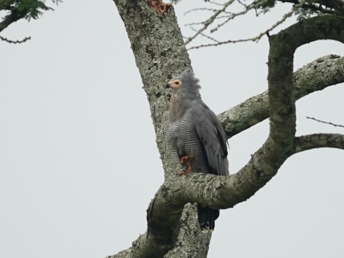 African Harrier-Hawk - ML642618431