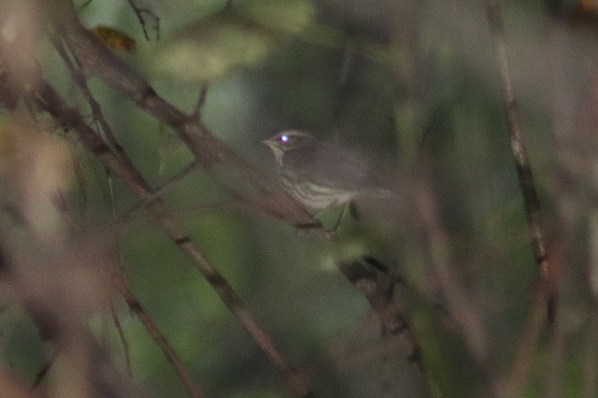 vannparula - ML642618437