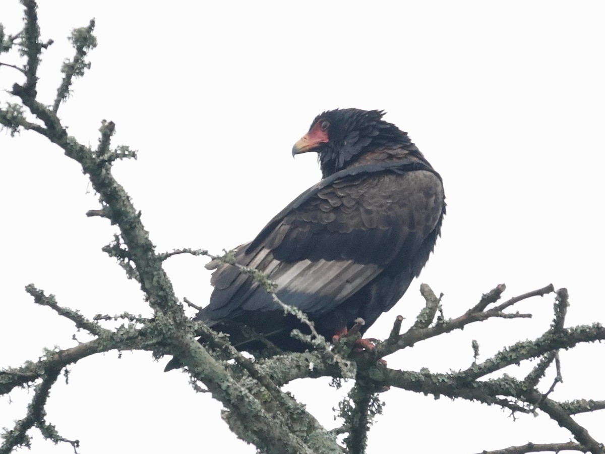 Bateleur - ML642618445