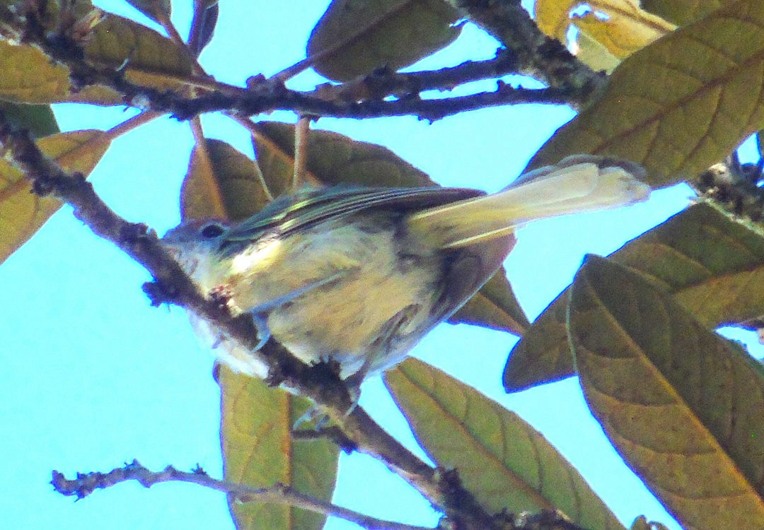 Rufous-crowned Greenlet - ML642618462