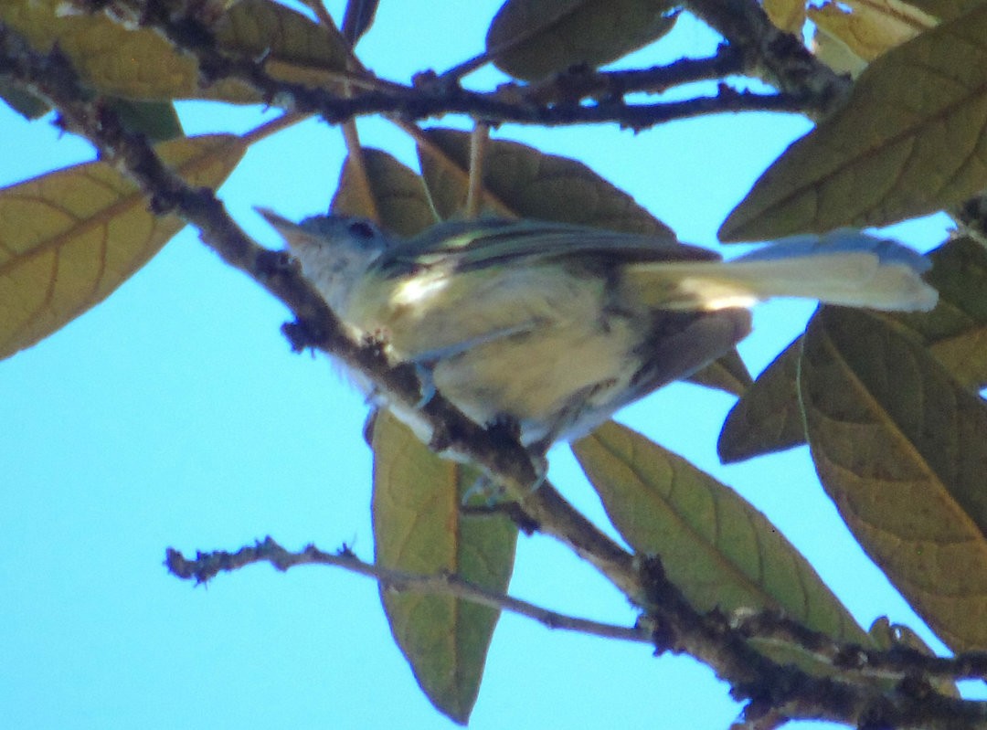 Rufous-crowned Greenlet - ML642618463