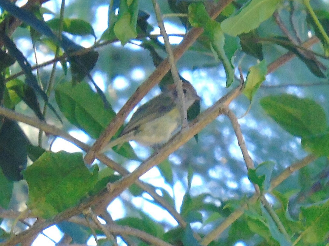 Rufous-crowned Greenlet - ML642618464