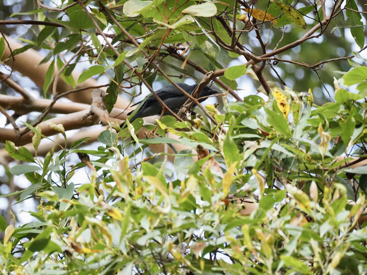 Sunda Cuckooshrike - ML642618488
