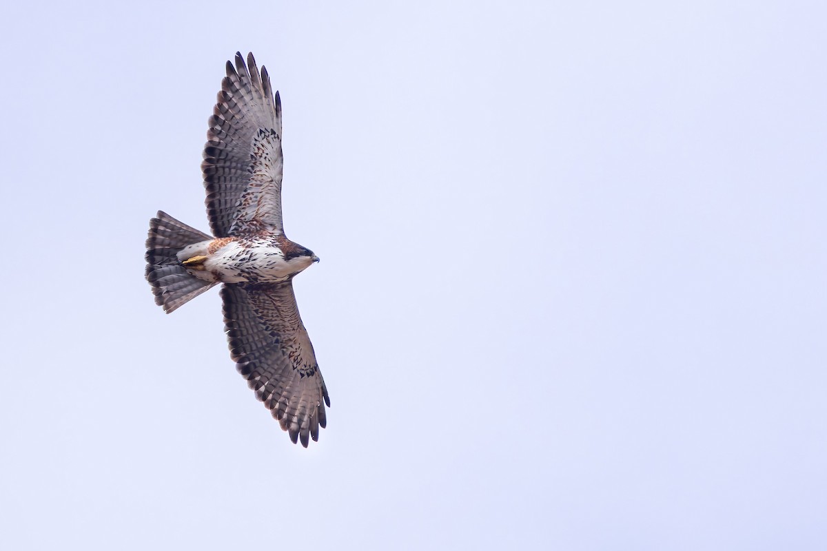 White-throated Hawk - ML642618490