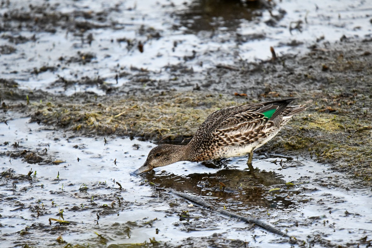 Green-winged Teal - ML642618491
