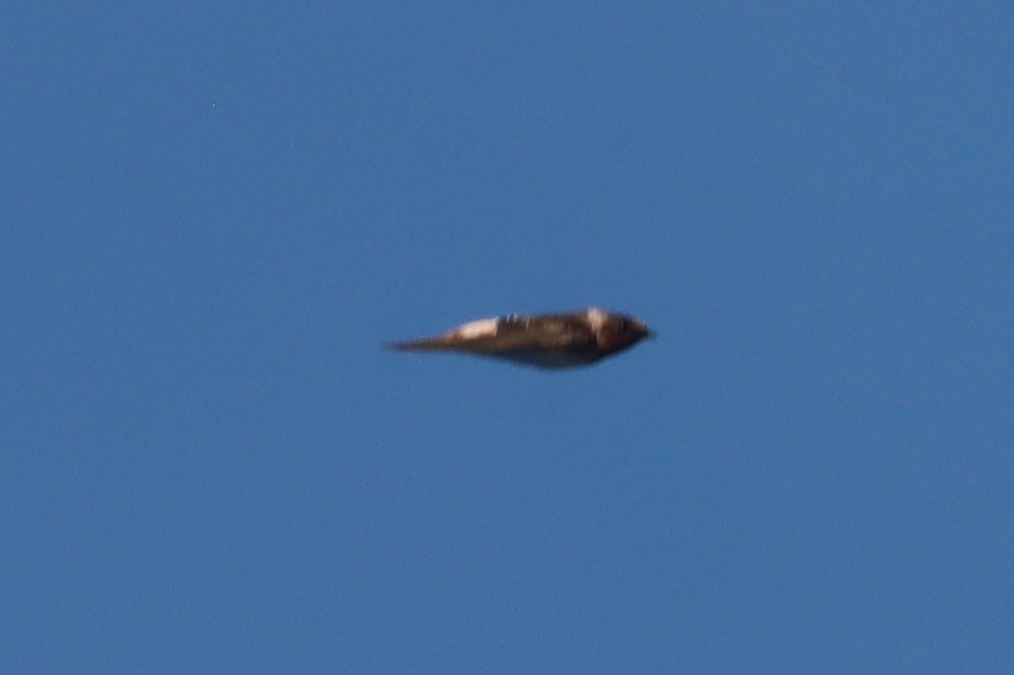 Cliff Swallow (pyrrhonota Group) - ML642618514