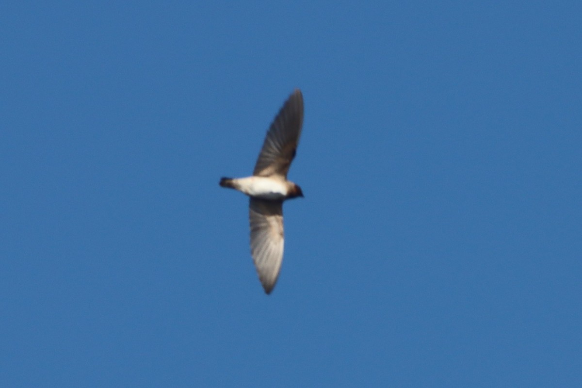Cliff Swallow (pyrrhonota Group) - ML642618515