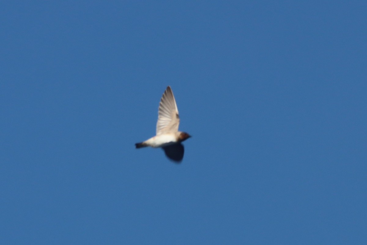 Cliff Swallow (pyrrhonota Group) - ML642618516