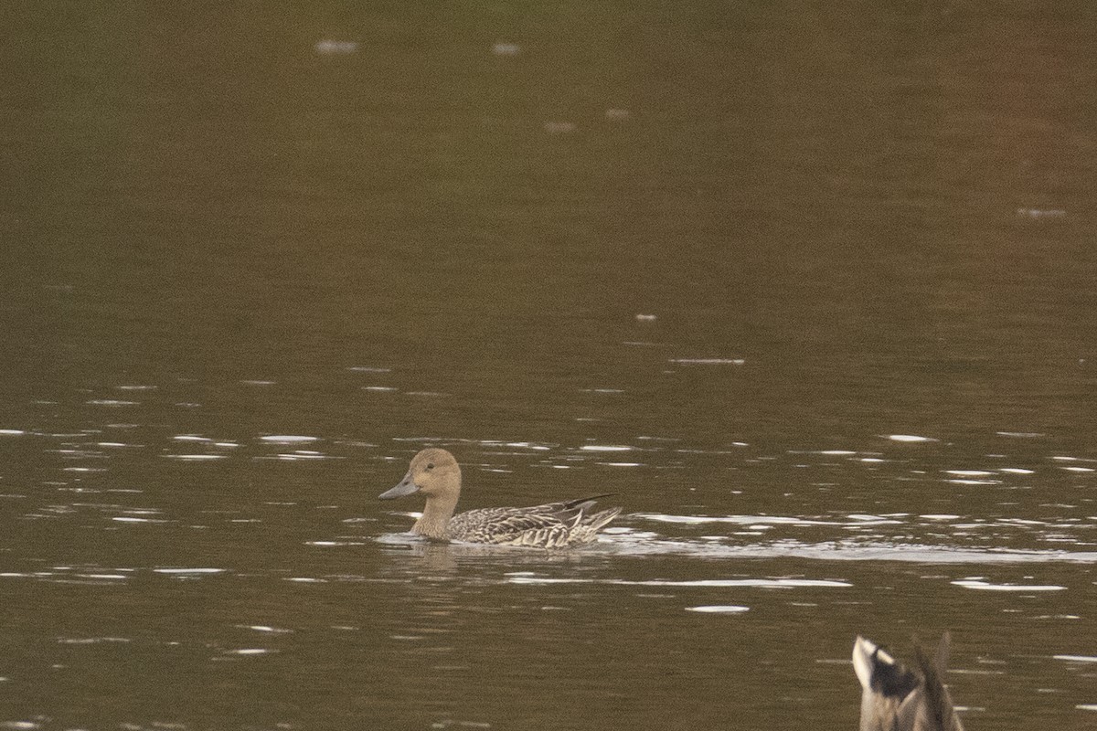 Northern Pintail - ML642618520