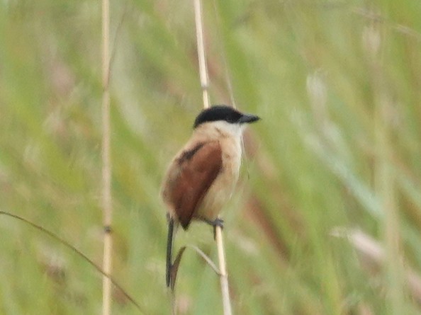 Marsh Tchagra (Marsh) - ML642618525