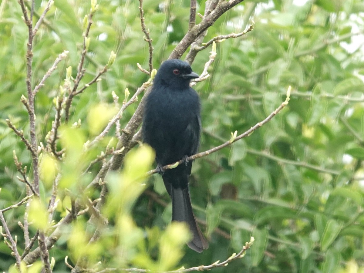 Drongo Ahorquillado (divaricatus/lugubris) - ML642618531