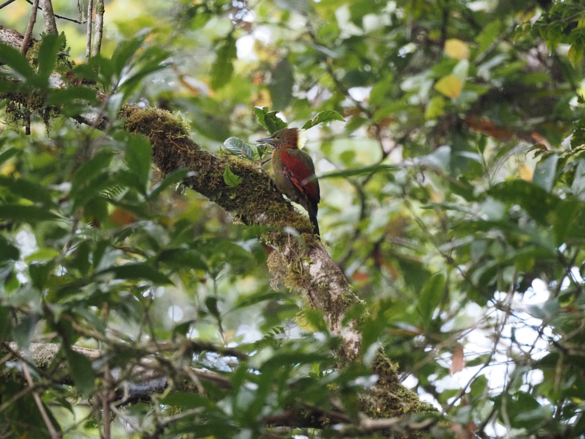 Checker-throated Woodpecker - ML642618555