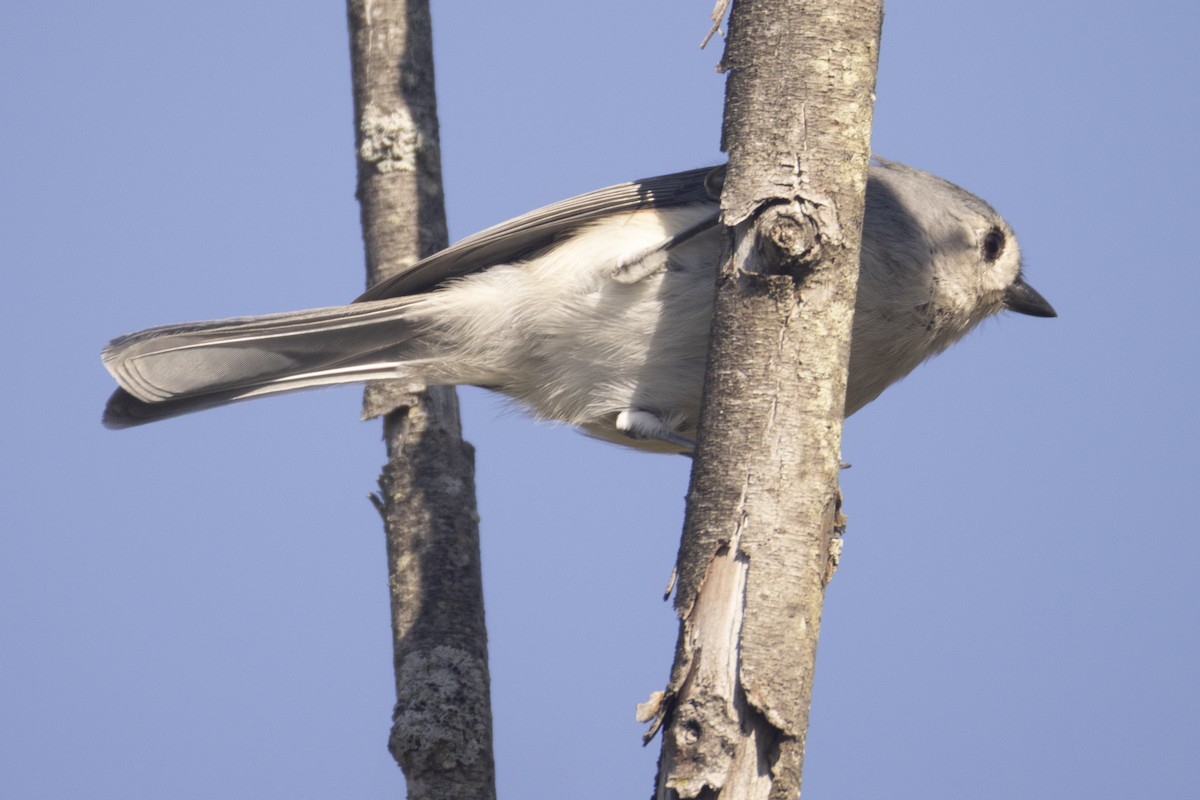 Tufted Titmouse - ML642618556