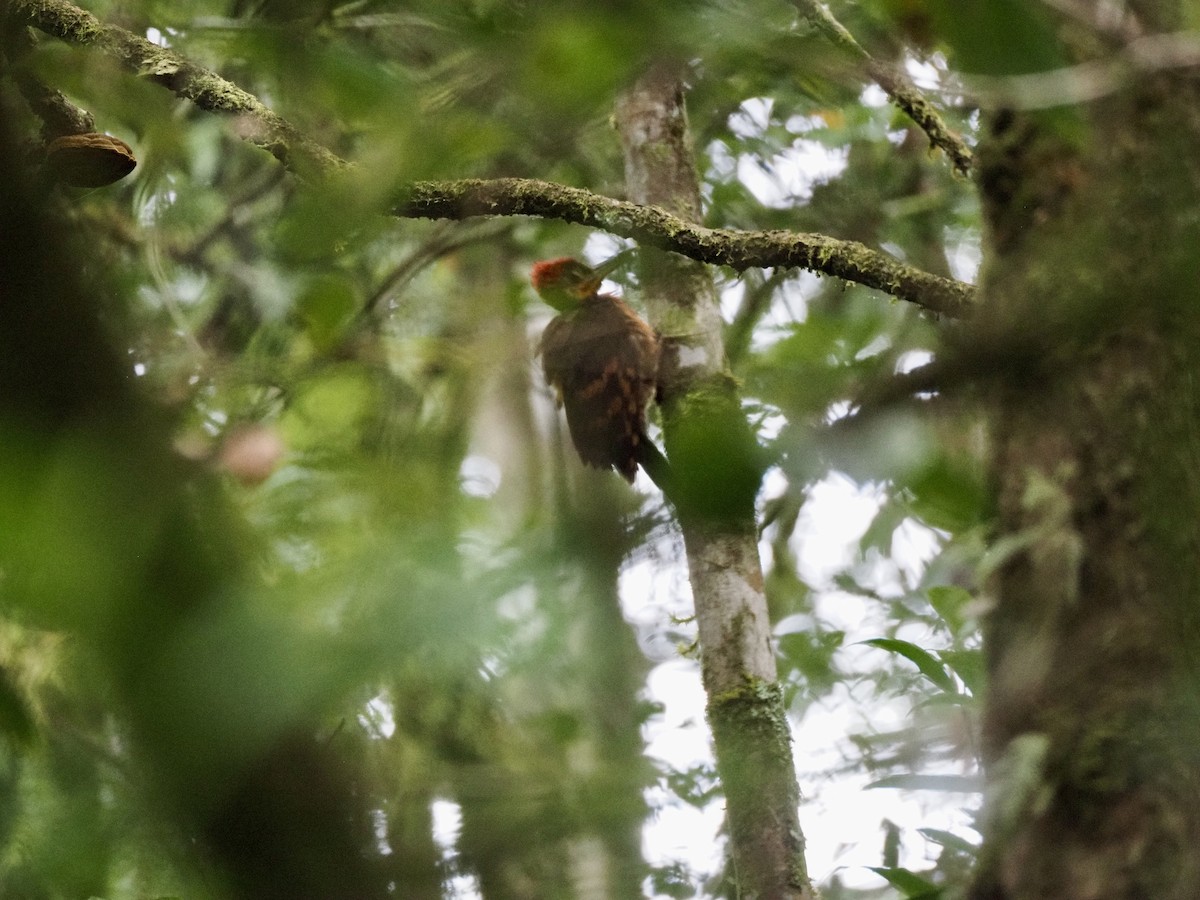 Orange-backed Woodpecker - ML642618575
