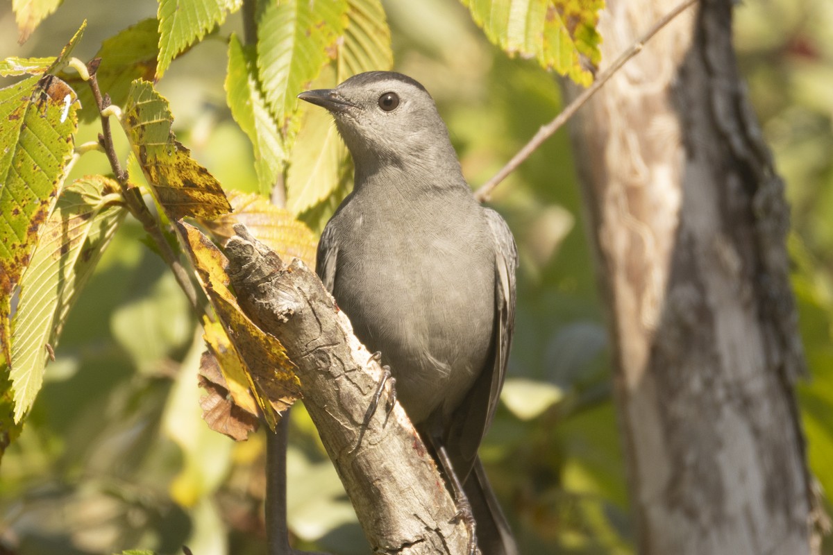 Gray Catbird - ML642618576