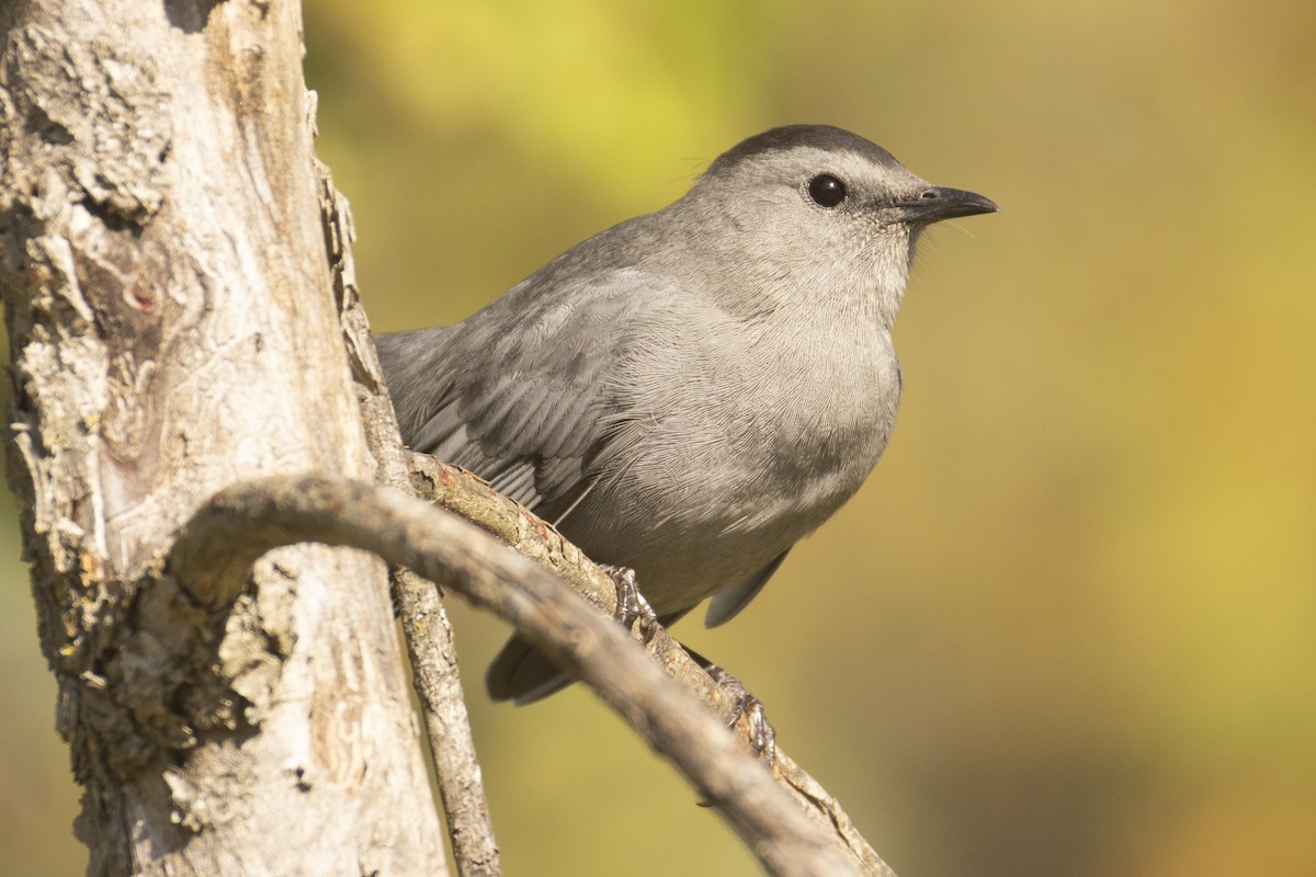 Gray Catbird - ML642618577