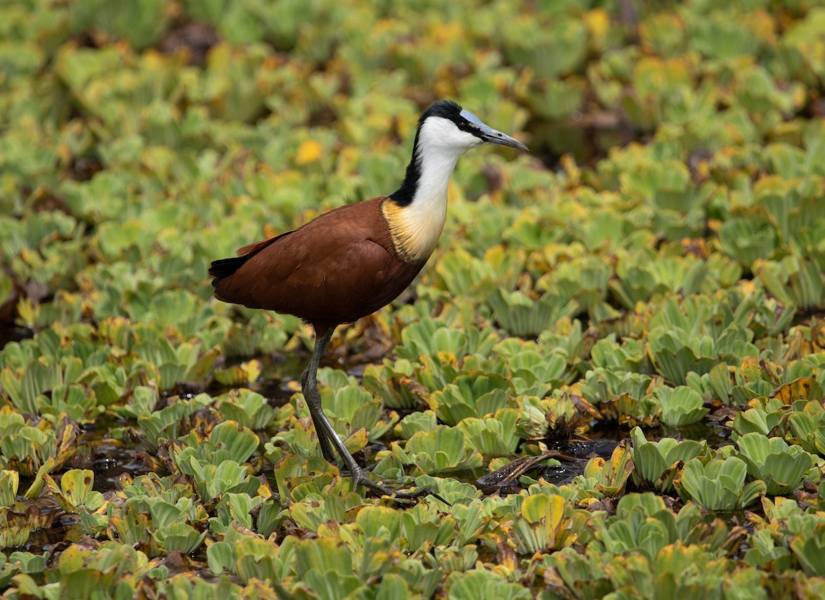 African Jacana - ML642618586