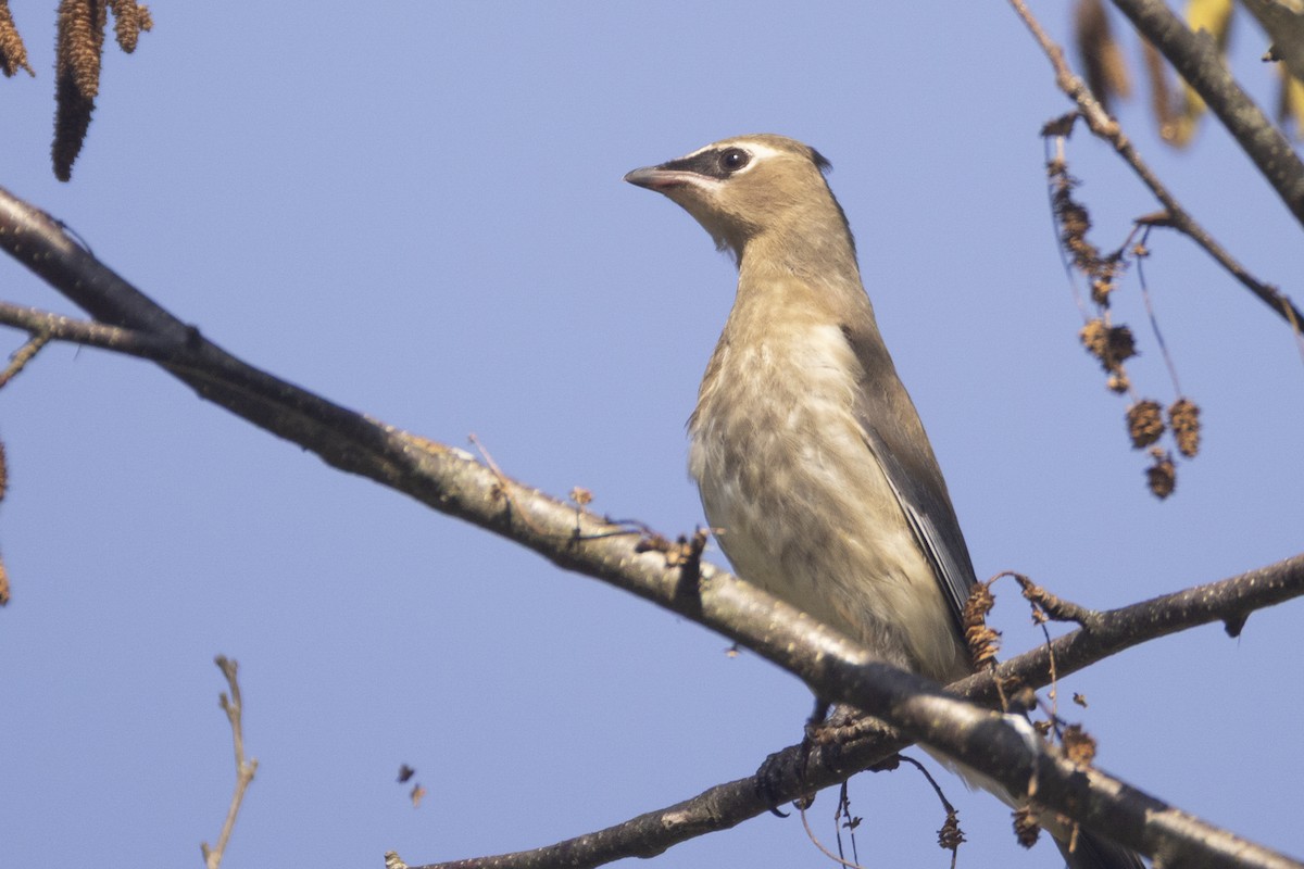 Cedar Waxwing - ML642618598
