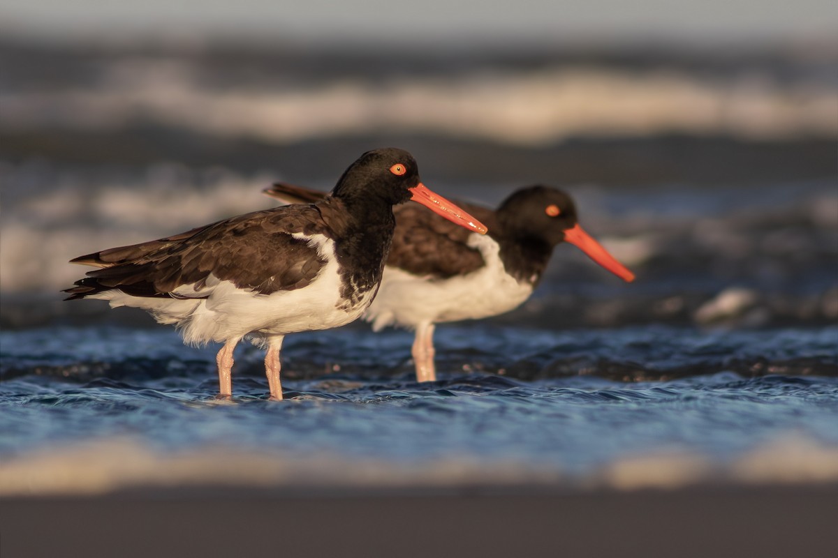 American Oystercatcher - ML642618601