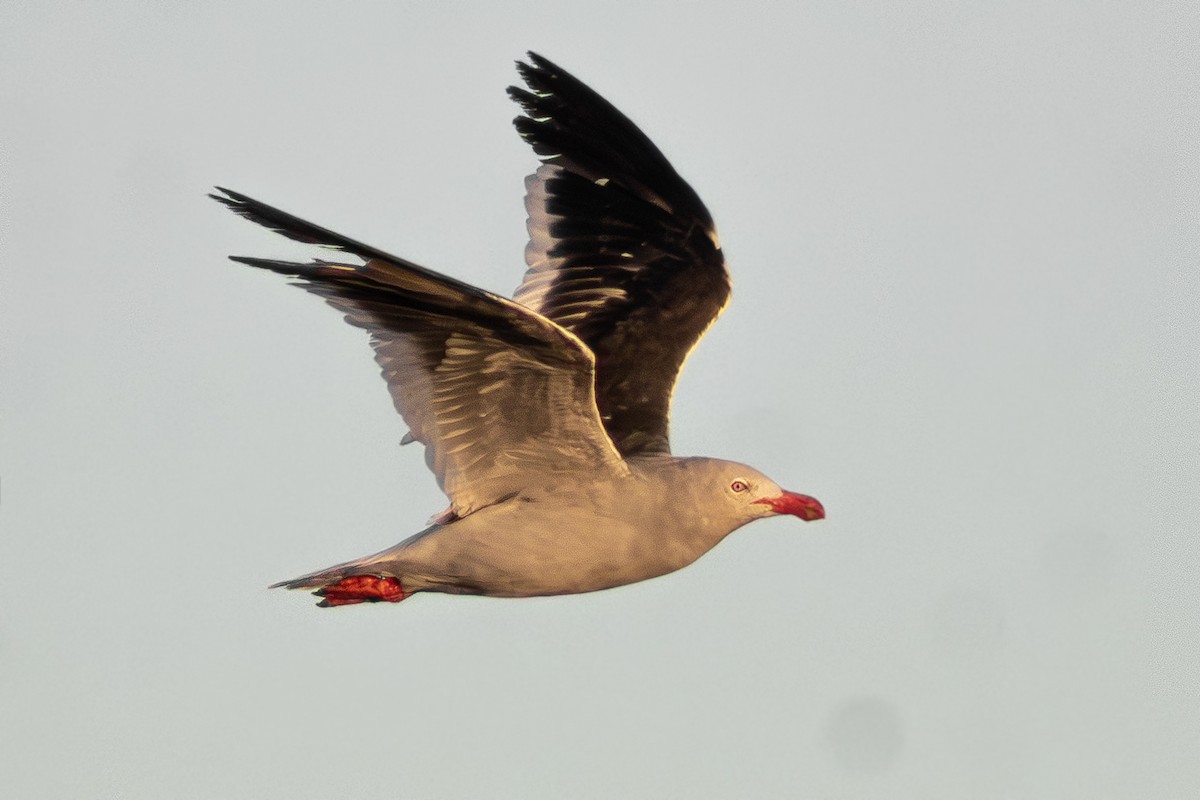 Dolphin Gull - ML642618613