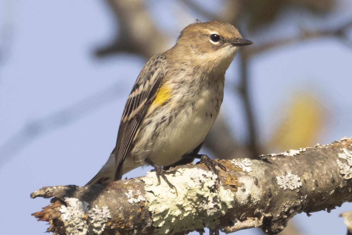 Yellow-rumped Warbler - ML642618622