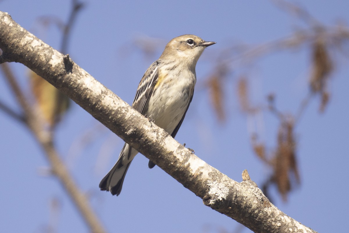 Yellow-rumped Warbler - ML642618623